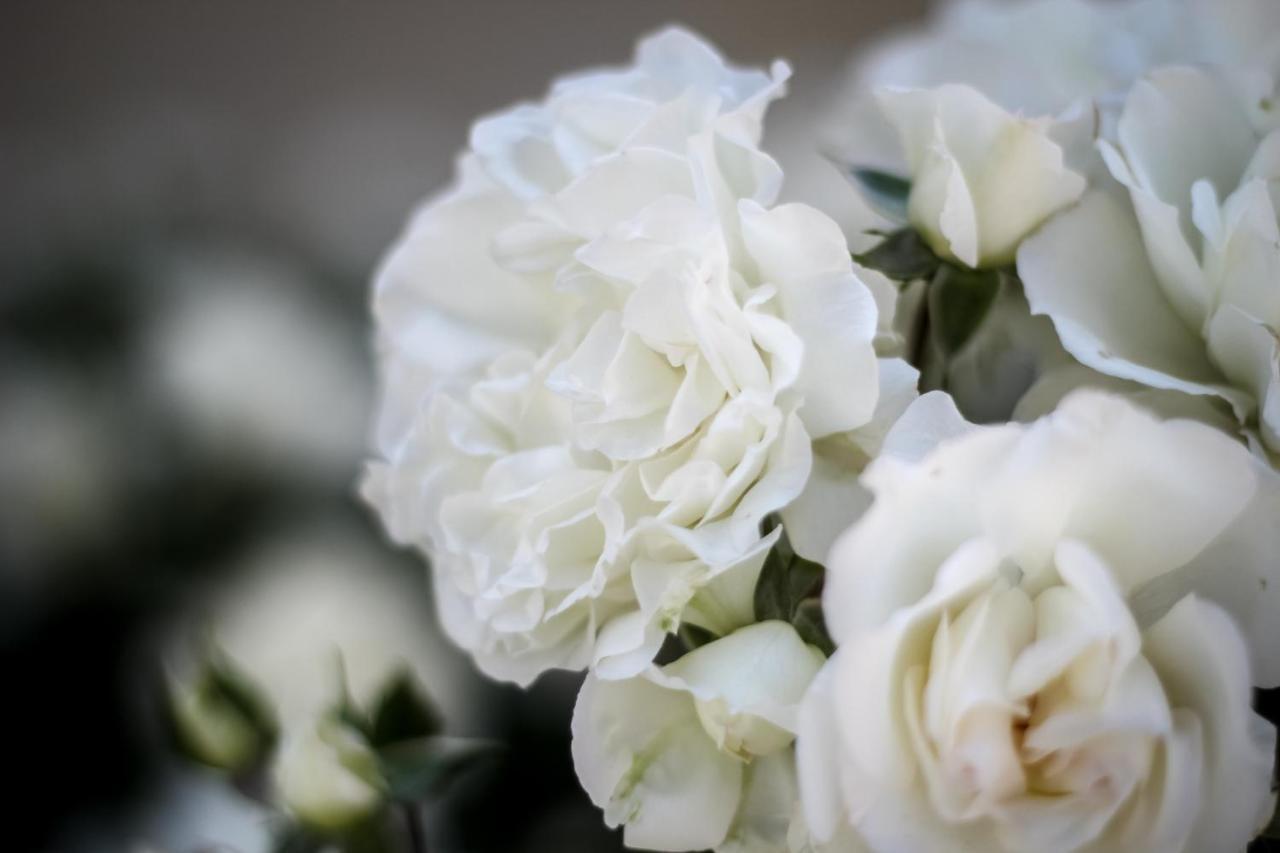 Millefiori La Corte Delle Rose Rovigo Zewnętrze zdjęcie